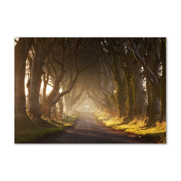 Cuadro metacrilato horizontal Niebla en el bosque