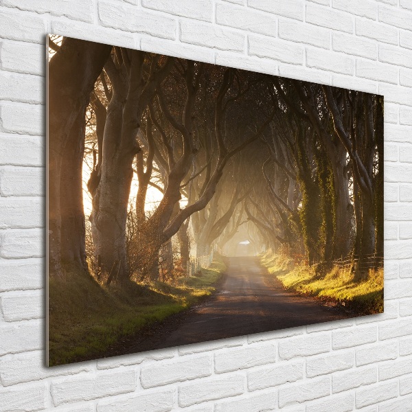 Cuadro metacrilato horizontal Niebla en el bosque
