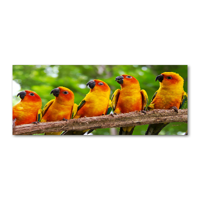 Cuadro metacrilato horizontal Loros en una rama