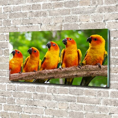 Cuadro metacrilato horizontal Loros en una rama
