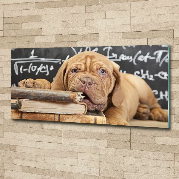 Obraz zdjęcie akryl Pies gryzie książkę