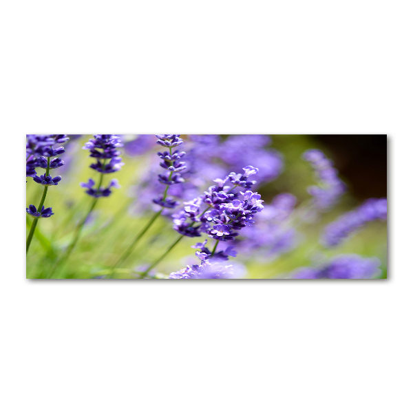 Cuadro metacrilato horizontal Lavanda