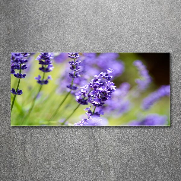 Cuadro metacrilato horizontal Lavanda
