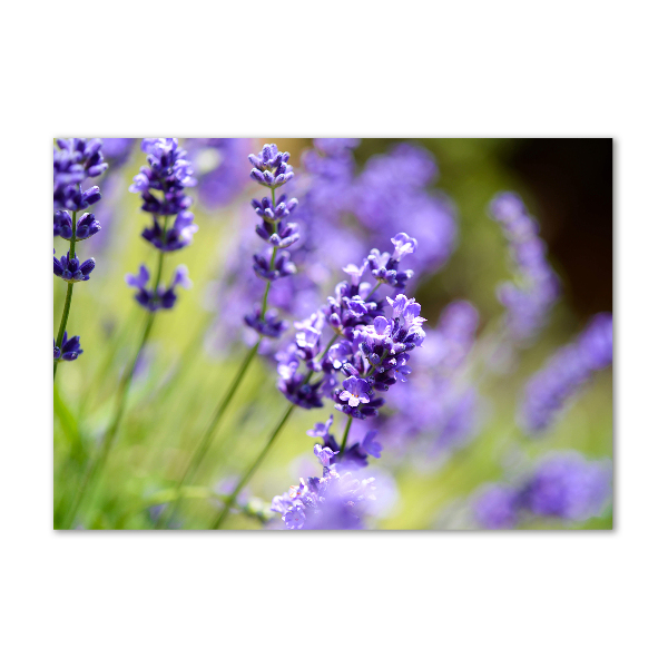 Cuadro metacrilato horizontal Lavanda