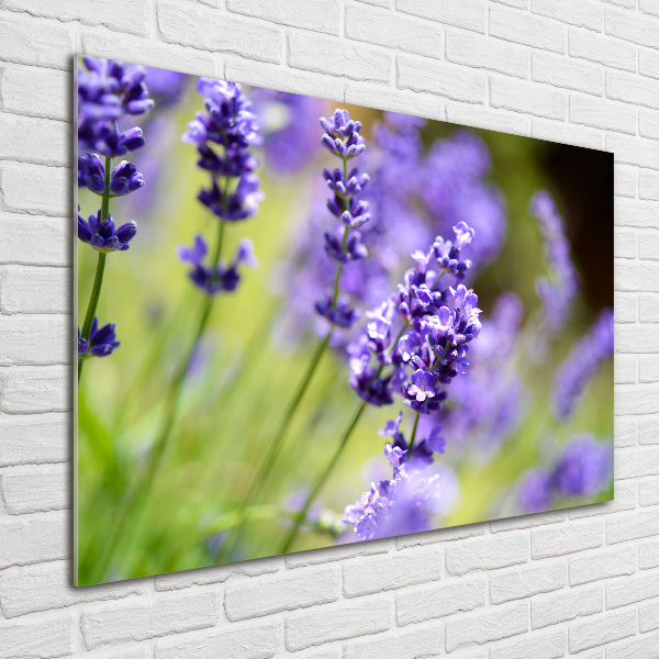 Cuadro metacrilato horizontal Lavanda