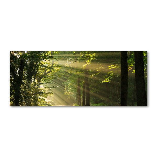 Cuadro acrílico horizontal Bosque al sol