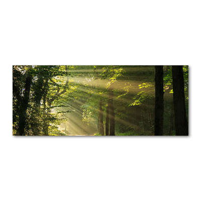 Cuadro acrílico horizontal Bosque al sol