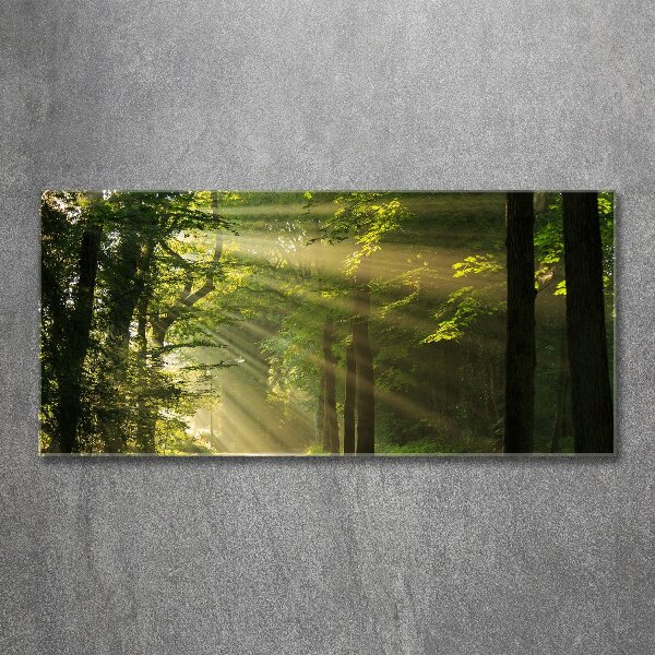 Cuadro acrílico horizontal Bosque al sol