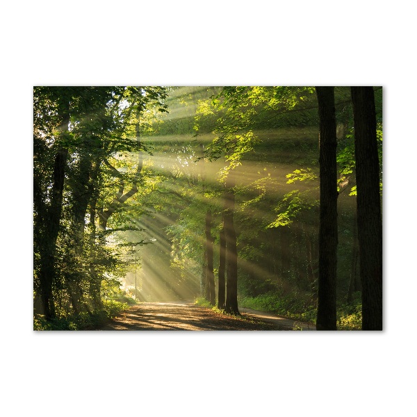 Cuadro acrílico horizontal Bosque al sol