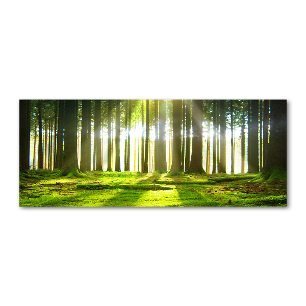 Cuadro acrílico horizontal Bosque al sol