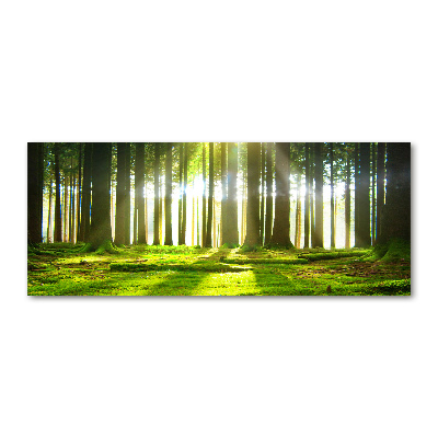 Cuadro acrílico horizontal Bosque al sol