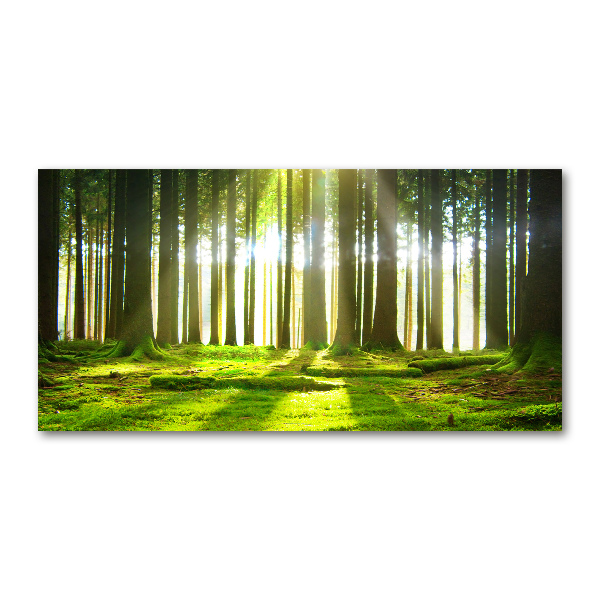 Cuadro acrílico horizontal Bosque al sol