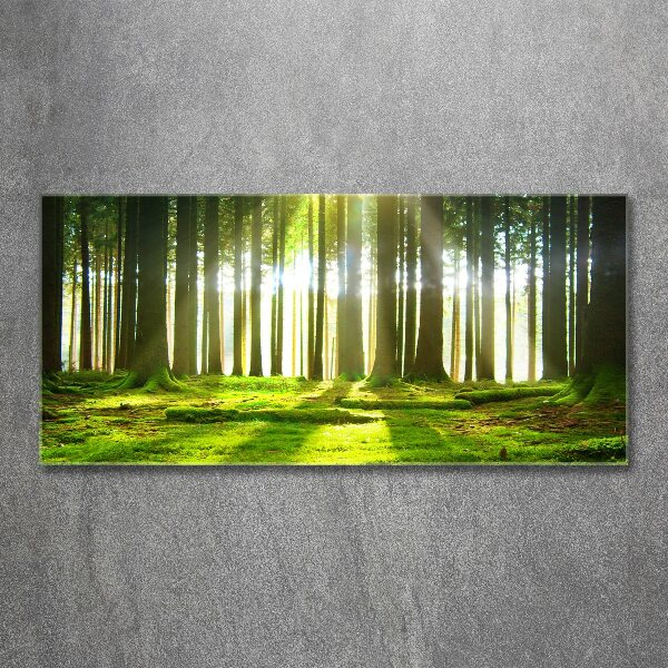 Cuadro acrílico horizontal Bosque al sol