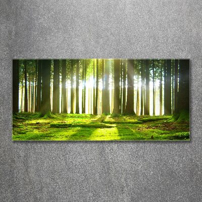 Cuadro acrílico horizontal Bosque al sol