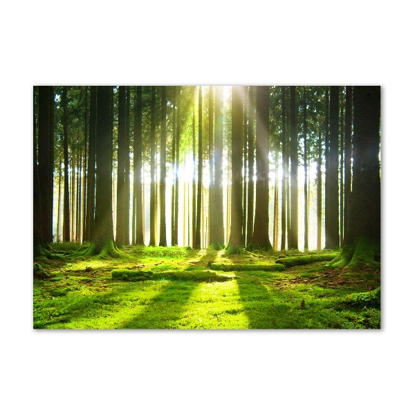 Cuadro acrílico horizontal Bosque al sol