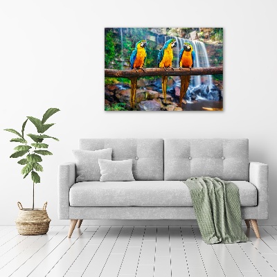 Cuadro metacrilato horizontal Loros en una rama