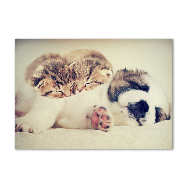 Cuadro acrílico horizontal Dos gatos y un perro