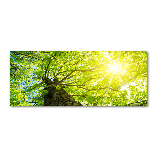 Foto en metacrilato horizontal Castaño en primavera