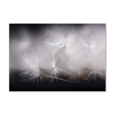 Cuadro metacrilato horizontal semillas de diente de león