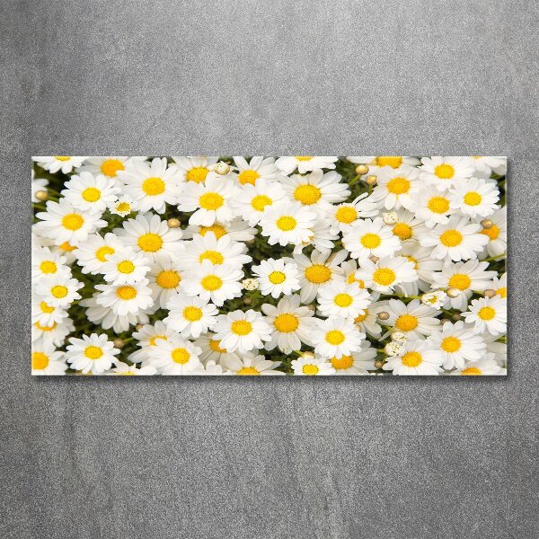 Foto en metacrilato horizontal margaritas