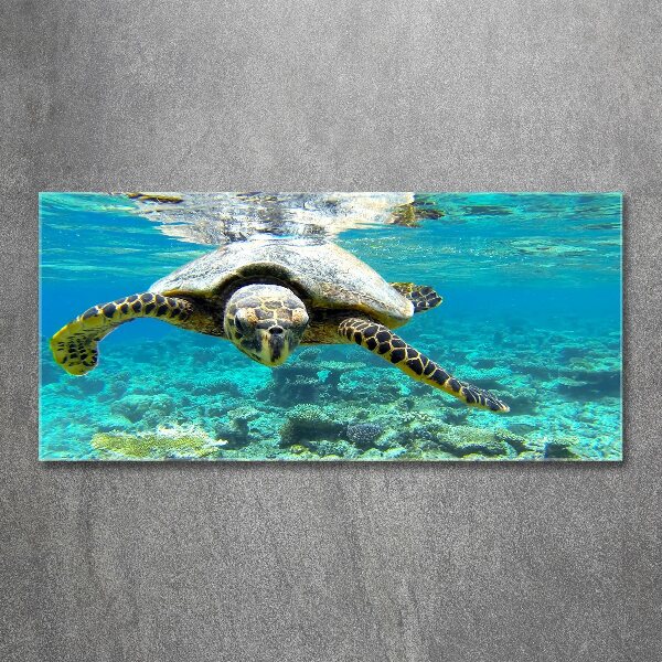 Obraz zdjęcie szkło akryl Żółw morski