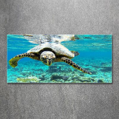 Obraz zdjęcie szkło akryl Żółw morski