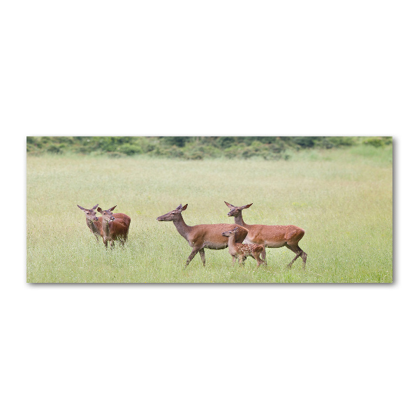Cuadro metacrilato horizontal Corzo con crías