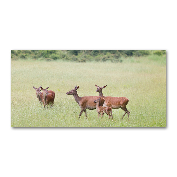 Cuadro metacrilato horizontal Corzo con crías