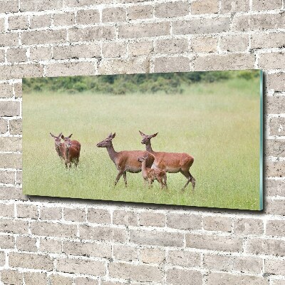 Cuadro metacrilato horizontal Corzo con crías