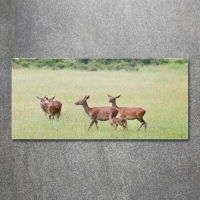 Cuadro metacrilato horizontal Corzo con crías