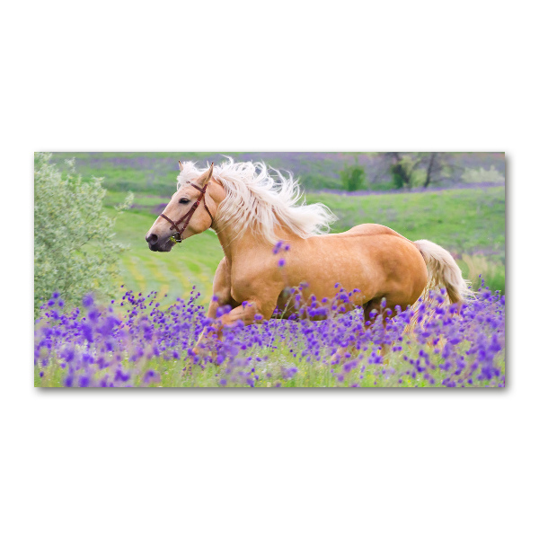 Foto en metacrilato horizontal Un caballo en un campo de lavanda.