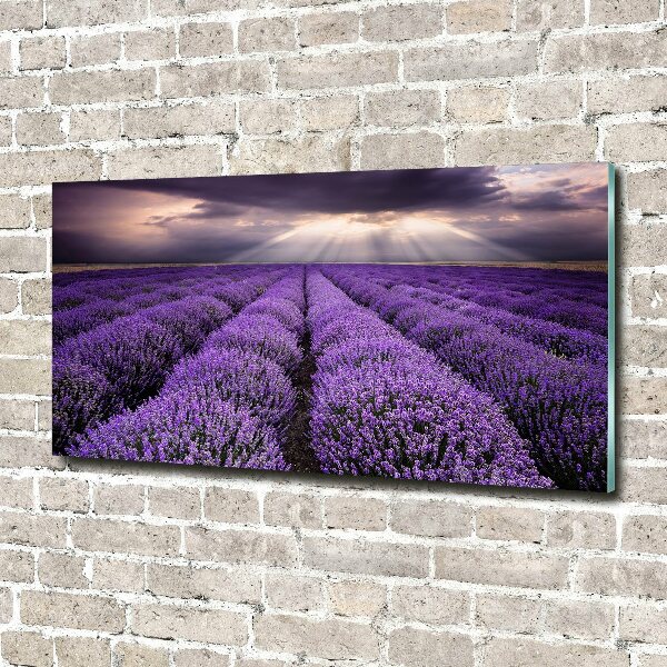 Cuadro acrílico horizontal campo de lavanda