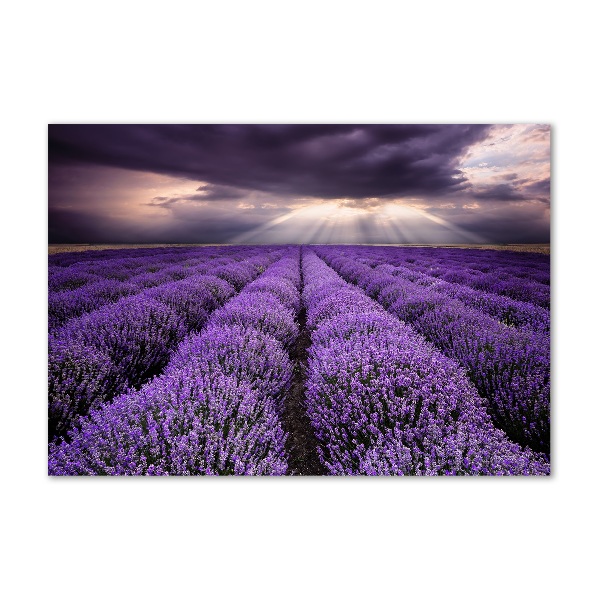 Cuadro acrílico horizontal campo de lavanda