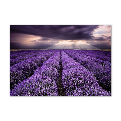 Cuadro acrílico horizontal campo de lavanda