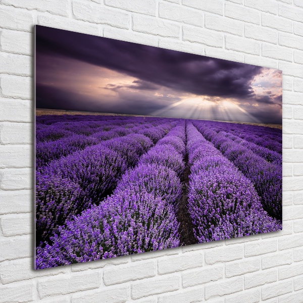 Cuadro acrílico horizontal campo de lavanda