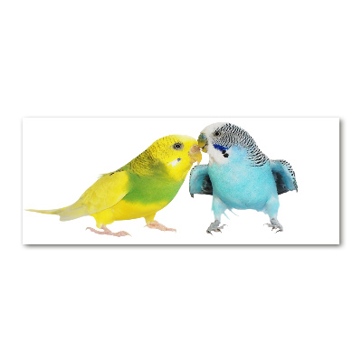 Cuadro metacrilato horizontal Periquitos