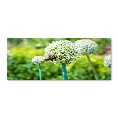 Foto en metacrilato horizontal Ajo en flor