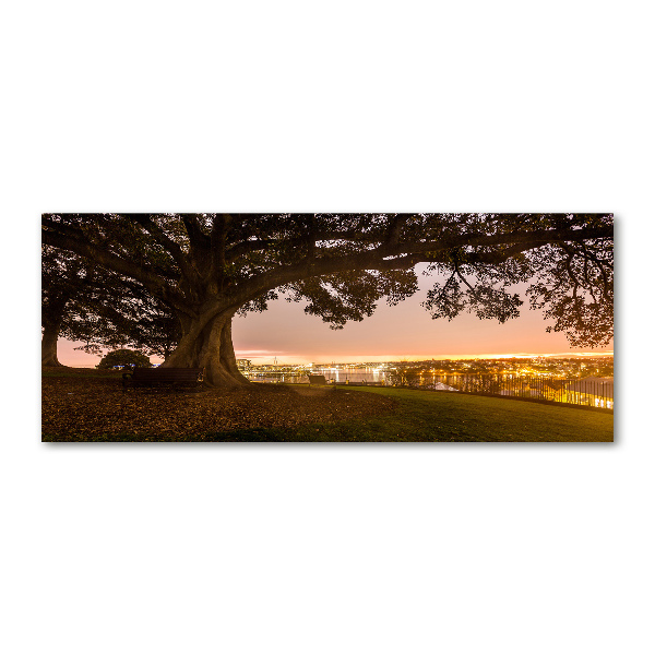 Cuadro metacrilato horizontal Árbol viejo