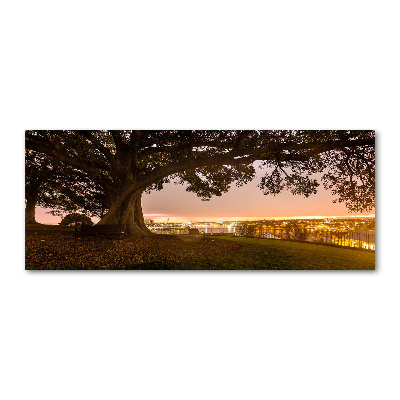 Cuadro metacrilato horizontal Árbol viejo