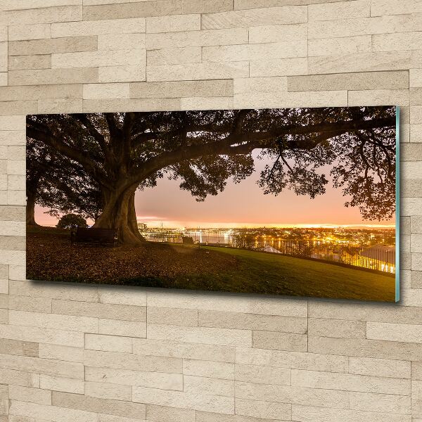 Cuadro metacrilato horizontal Árbol viejo