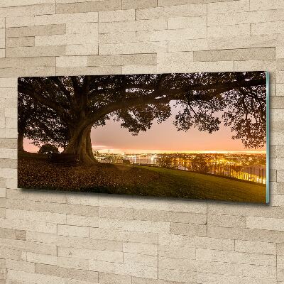 Cuadro metacrilato horizontal Árbol viejo