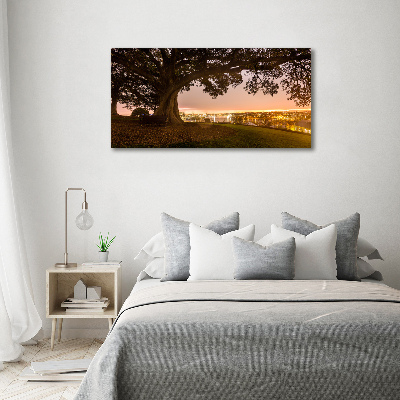Cuadro metacrilato horizontal Árbol viejo
