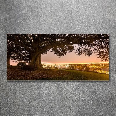 Cuadro metacrilato horizontal Árbol viejo