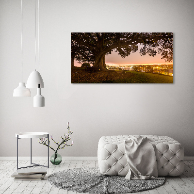 Cuadro metacrilato horizontal Árbol viejo