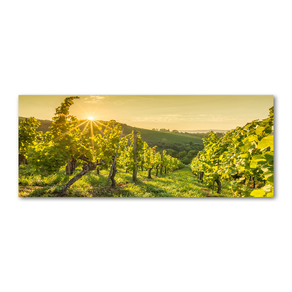 Foto obraz szkło akryl Winnica