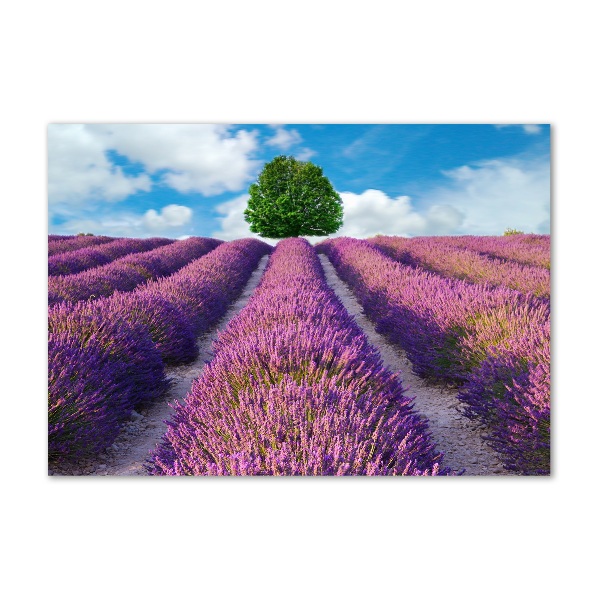 Foto en metacrilato horizontal campo de lavanda
