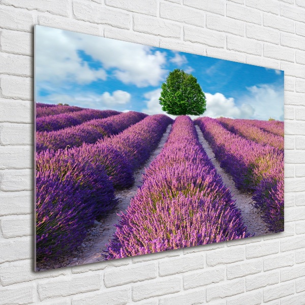 Foto en metacrilato horizontal campo de lavanda