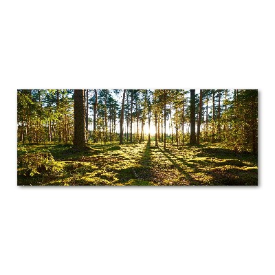 Cuadro metacrilato horizontal bosque de pinos