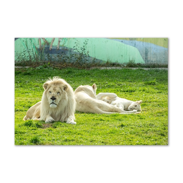 Cuadro metacrilato horizontal Leones beige