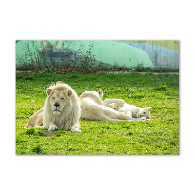 Cuadro metacrilato horizontal Leones beige